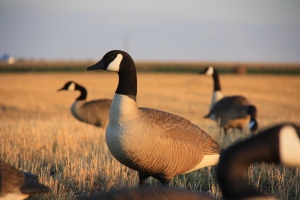 Well cared for decoys placed in family groups will attract geese for most of the fall. 
